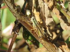 Dichroplus elongatus