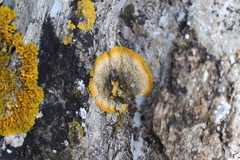 Variospora aurantia