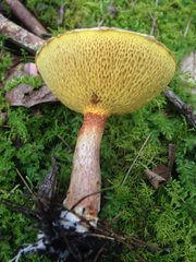 Suillus