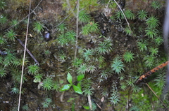 Polytrichadelphus magellanicus