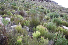 Hypodiscus aristatus