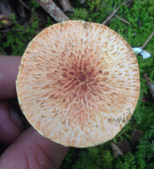 Suillus