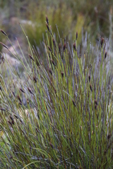 Hypodiscus aristatus