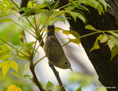 Dicaeum erythrorhynchos