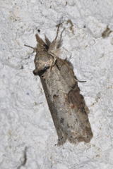 Nycteola asiatica