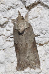 Nycteola asiatica