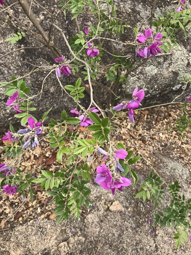 Cork Bush