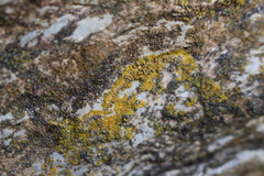 Variospora aurantia
