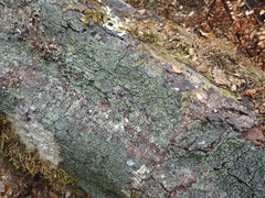 Pannaria implexa