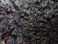 Pannaria implexa