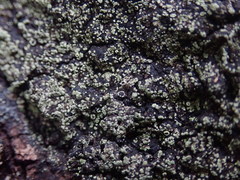 Pannaria implexa