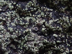 Pannaria implexa