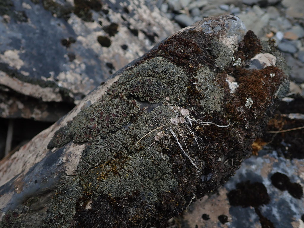 Arctic shingle lichen from waitaki district new zealand on january 02