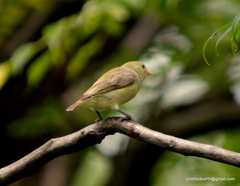 Dicaeum erythrorhynchos