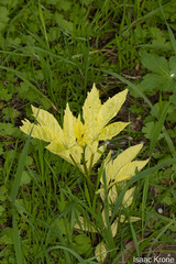 California Buckeye (Aesculus californica)