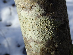 Pertusaria leioplaca