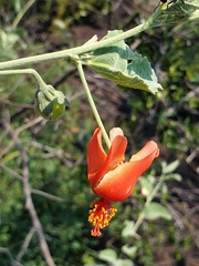 Hibiscus waterbergensis