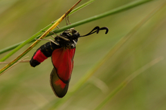 Zygaena sarpedon