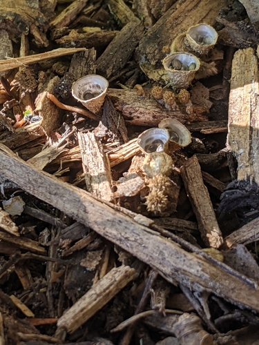 Cyathus olla image