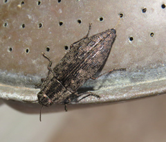 Dicerca obscura