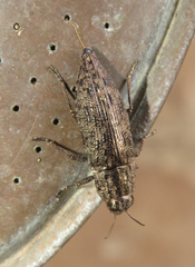 Dicerca obscura
