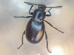 Eleodes carbonaria omissa