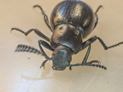 Eleodes carbonaria omissa