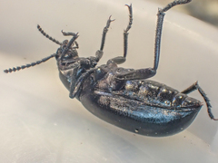 Eleodes carbonaria omissa