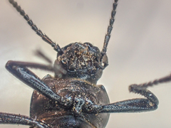 Eleodes carbonaria omissa