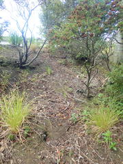 Veronica diosmifolia