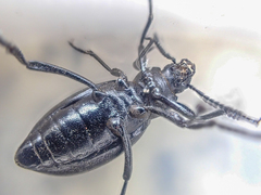 Eleodes carbonaria omissa