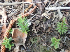 Veronica diosmifolia