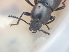 Eleodes carbonaria omissa