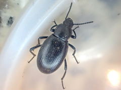 Eleodes carbonaria omissa