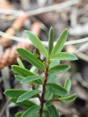 Veronica diosmifolia