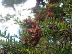 Veronica diosmifolia