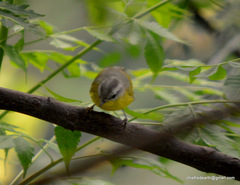 Phylloscopus xanthoschistos