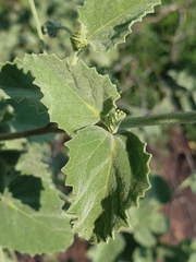 Hibiscus waterbergensis
