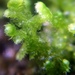 Northern Naugehyde Liverwort - Photo (c) Leanne Wallis, some rights reserved (CC BY-NC)