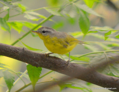 Phylloscopus xanthoschistos