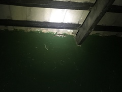 Chondrodactylus turneri