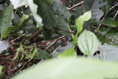 Chrysopelea rhodopleuron