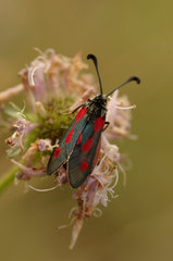 Zygaena sarpedon