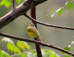 Phylloscopus xanthoschistos