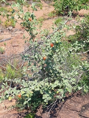 Hibiscus waterbergensis