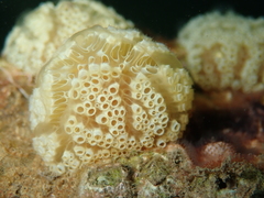 Aplidium ocellatum