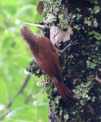 Lepidocolaptes falcinellus