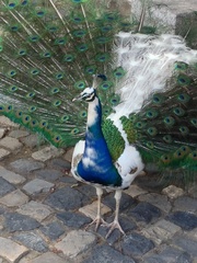 Pavo cristatus