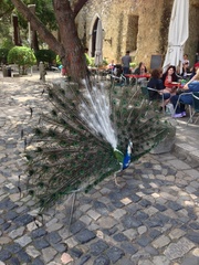 Pavo cristatus