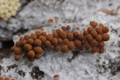 Arcyria ferruginea